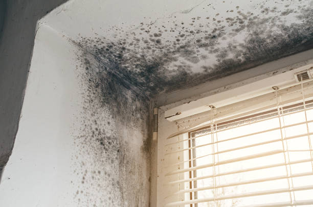Affordable Mold Cleanup solutions in Carol Stream, IL