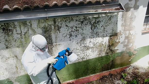 Trusted Mold Removal service in Carol Stream, IL - Cheap Mold Removal